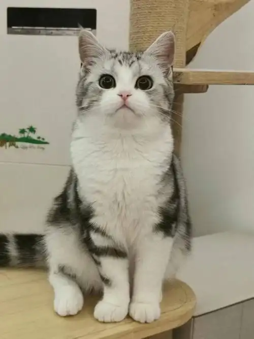 还记得她吗 小奇长大咯～#美短起司  #美短加白