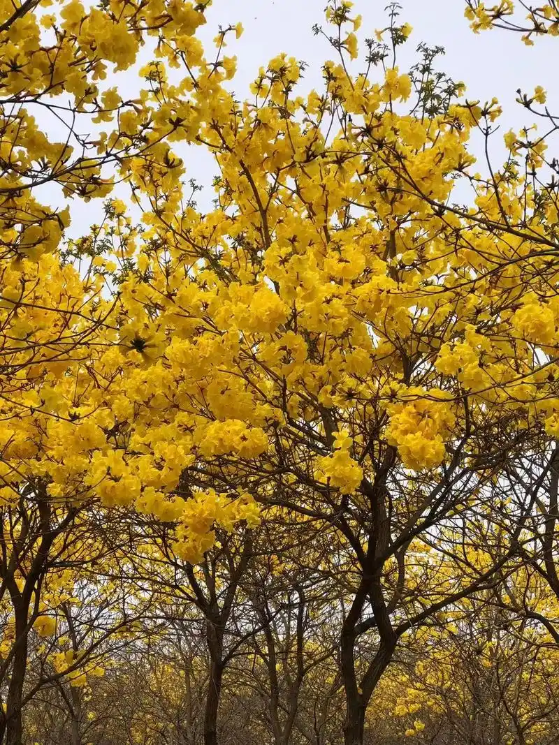 黄花风铃木.黄花风铃花的花语是感谢,寓意着真挚的感谢,感恩. - 抖音