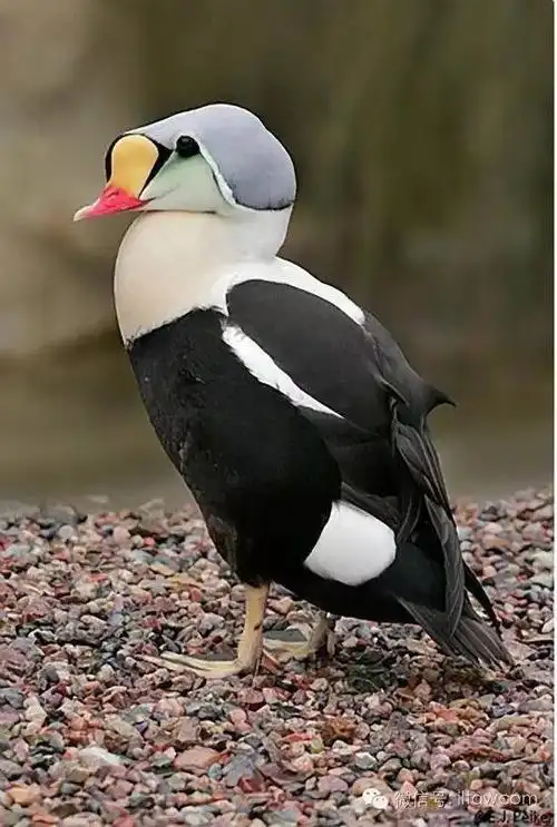 物种图册王绒鸭