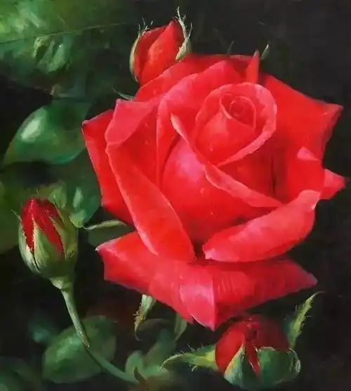 520玫瑰花油画特辑