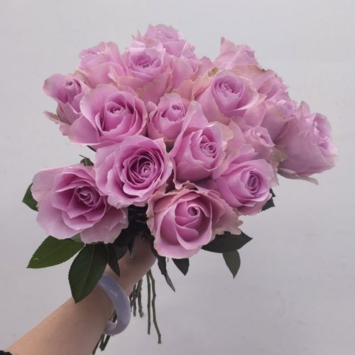 娇兰玫瑰花粉色大朵鲜切月季花家庭水养情人节花束新娘手捧花速递