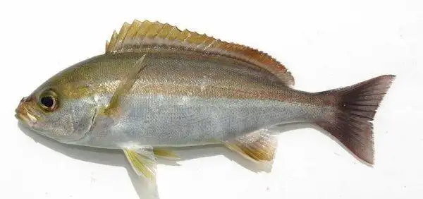 parapristipoma    鱼类(具体哪种不知) 下图为       三线矶鲈