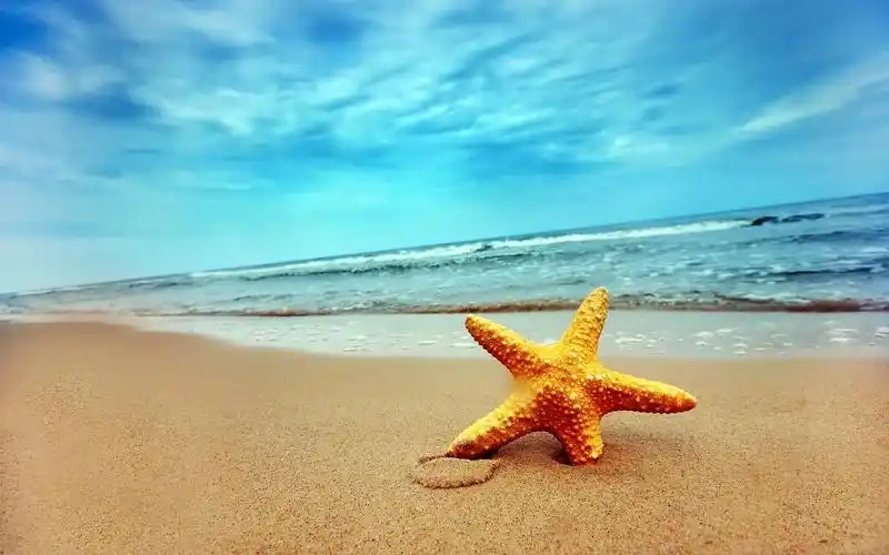 自然动物海星风景海滩starfishnaturebeach壁纸图片