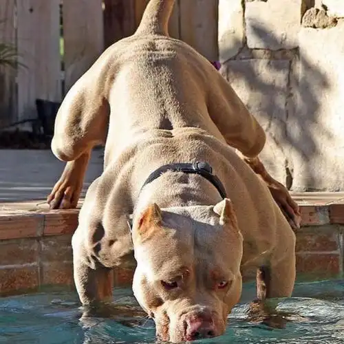 世界上超强壮威猛的狗,没有之一!肌肉条块状眼神