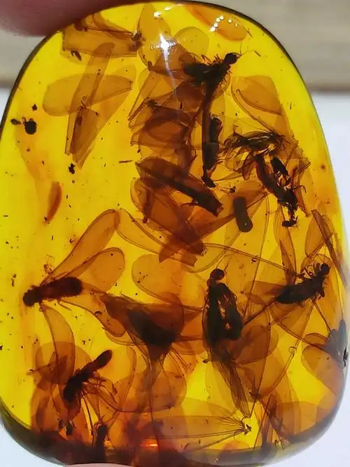 虫珀一群白蚁随形坠子