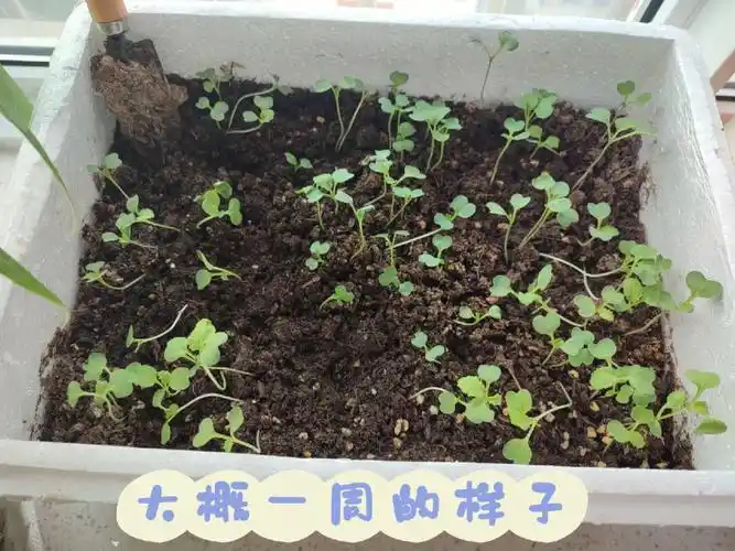 奶油黄金小白菜成长记录1