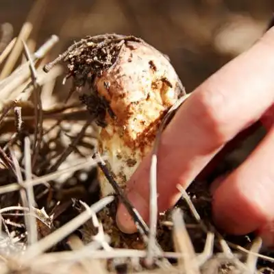 松茸什么季节有发霉发酸还能吃吗