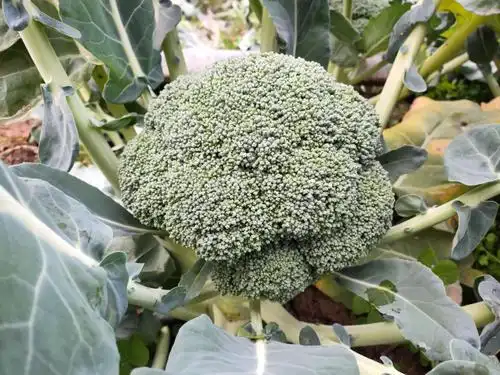 贫困户种植的西兰花滞销,质优价廉!