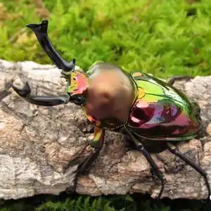 8077人付款淘宝中国大锹成虫甲虫活体2022年独角仙大兜虫锹甲花金龟