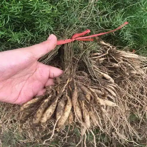 qcdd药材种子种苗天冬种子天门冬种子天冬种子20粒肥