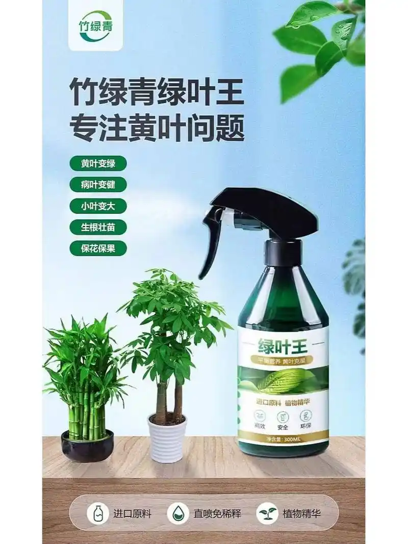富贵竹叶子发黄怎么救? 富贵竹叶子发黄怎么救?