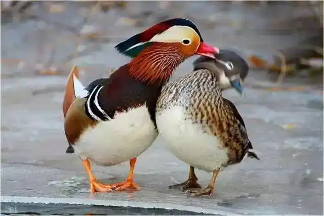 鸳鸯|百鸟吟之三十