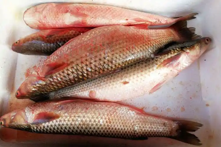 开凌梭青岛开春第一鲜惊蛰前的梭鱼尽情放开肚皮吃物美价廉