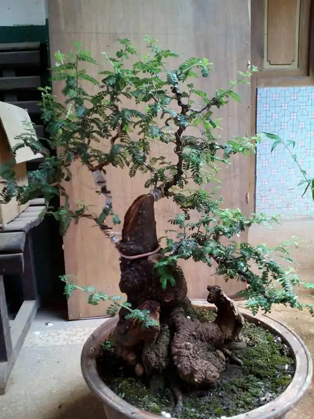 云南野生精品小石积下山桩盆景