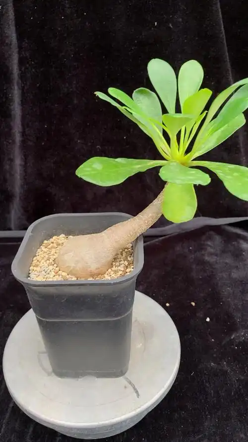 植物象鼻大戟euphorbiaramena块根一物一拍盆栽多肉多肉植物