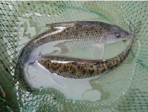 鱼骨】(花鲴)hemibarbus maculatus,俗称,麻鲤,麻叉鱼,大鼓眼,吉勾鱼