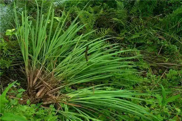 香茅草可以作为调味料吗?种植时需要什么样的条件?