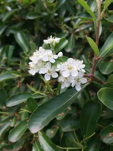 火棘,蔷薇科火棘属常绿灌木,高可达3米.花瓣白色,花期3-5月.