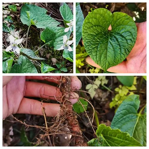 白三百棒 魂筒草 鸡心七荁小型趣味植物盆栽耐寒时令草本花卉