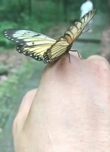 一只彩色的蝴蝶飞到我手上,停留了很久,这寓意着神马呀?
