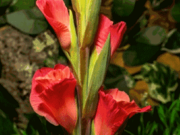 18组花开瞬间的动图美得让人窒息