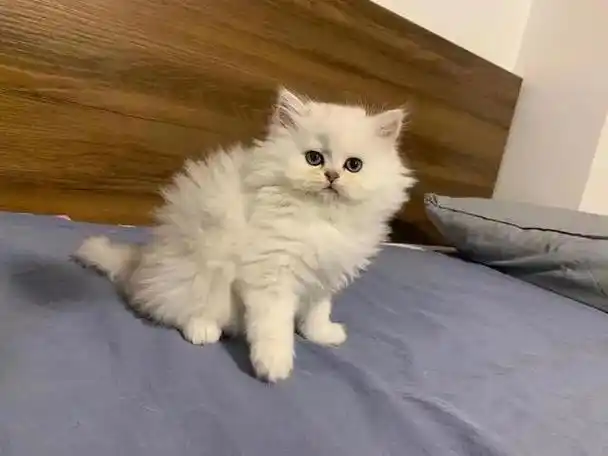 金吉拉是一种非常萌的猫,这种猫的四肢短小,而且毛发比较长,他的眼睛