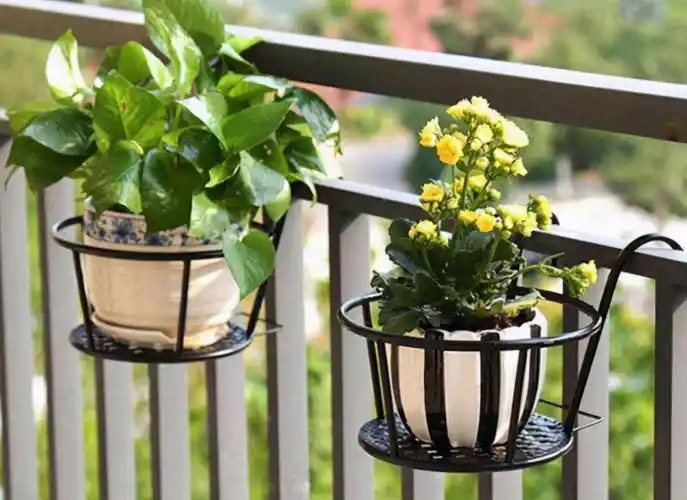 阳台室内都可养的"3种盆栽",虽普通却皮实好养,清新又美观