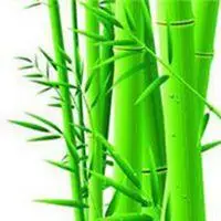 竹子叶子头像图片_微信头像图片大全