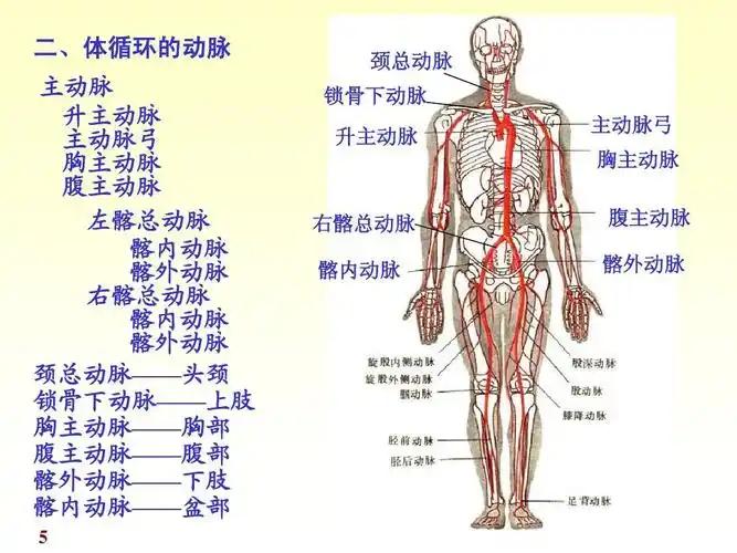 9动脉总论,各论《人体解剖学》《正常人体结构》课件ppt
