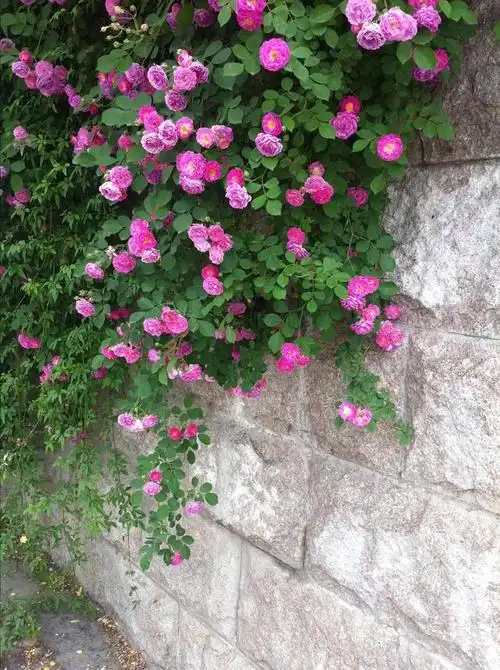 蔷薇花图片大全大图,分享图片,姹紫嫣红蔷薇花 - 洛雪网