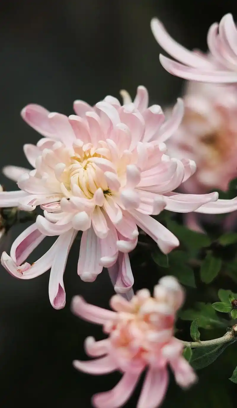 "不是花中偏爱菊,此花开尽更无花"秋天的菊花#摄影 #菊花 - 抖音