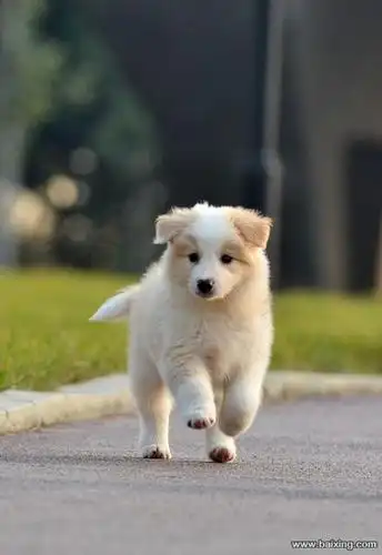 赛级边境牧羊犬 七白到位 通脖通缝 签订售后协议