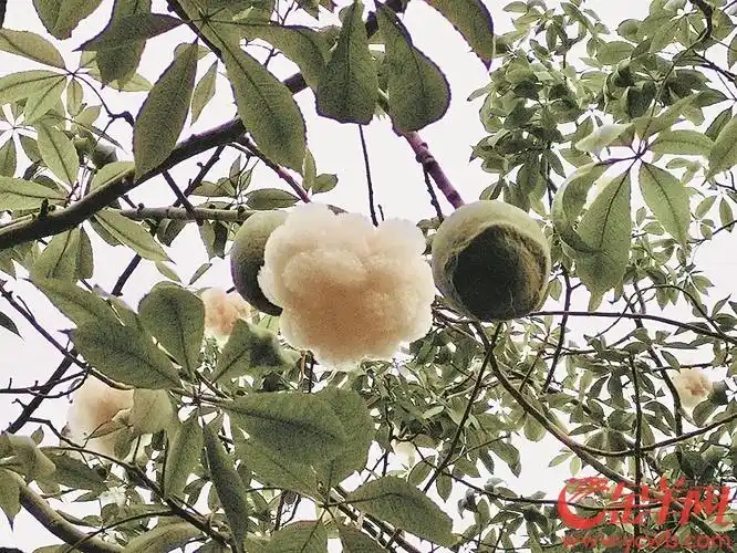 木棉絮满天飞市民遭罪广州林业和园林局将培育多花少果的木棉树