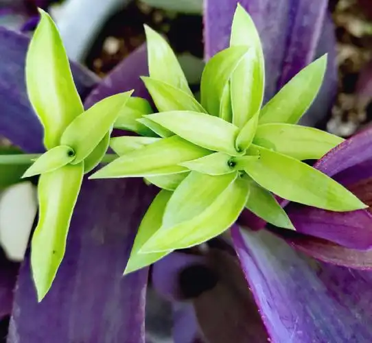 吊兰金心吊兰白花紫露草