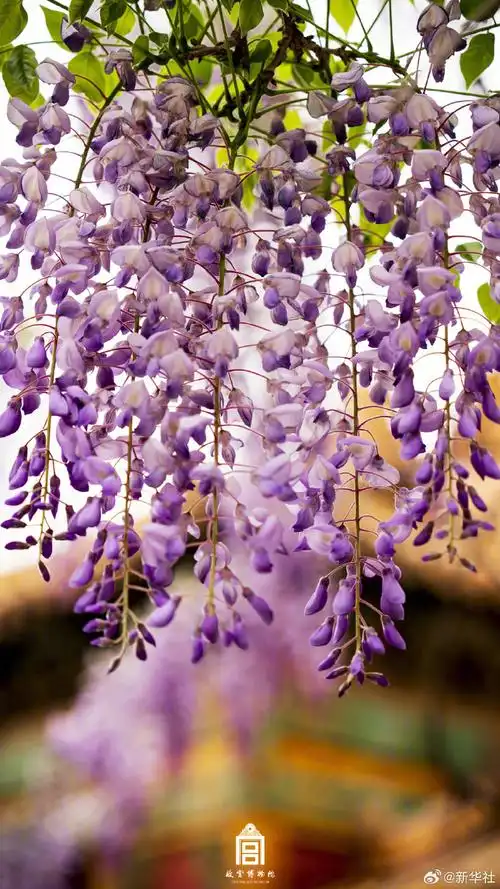 故宫紫藤花开##故宫紫藤花绝美壁纸##这就是春天里的中国