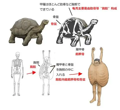 这样的乌龟骨骼,如果换作人类的话会变成怎样,我来试着画画看.