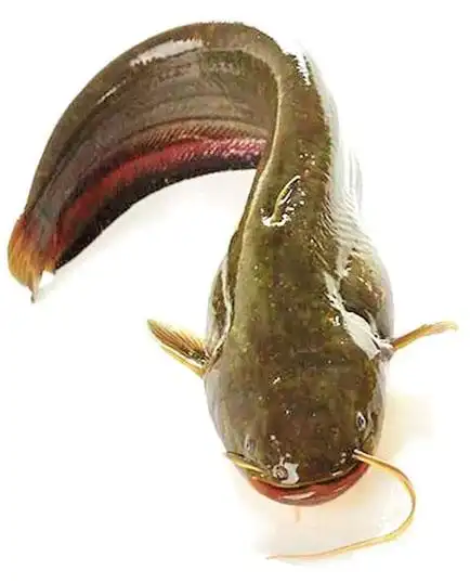 资中:着力做大"鲶鱼效应"