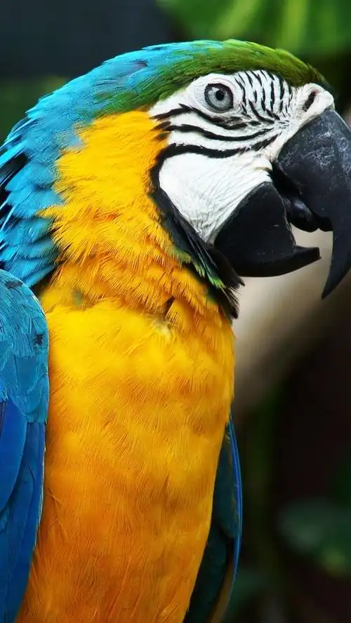 壁纸 可爱的鹦鹉 2560x1600 hd 高清壁纸, 图片, 照片