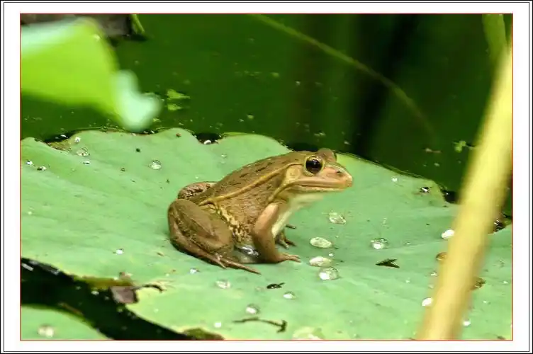 荷塘小青蛙