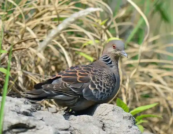 回顾斑鸠不会筑巢斑鸠随处可见为何说吃它的肉有很大危害