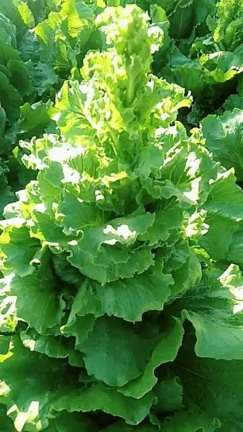 美丽的生菜开了花