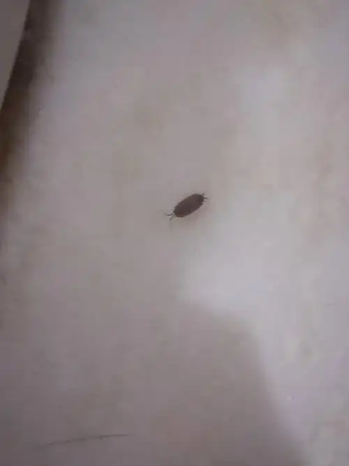 卫生间里有一些小虫