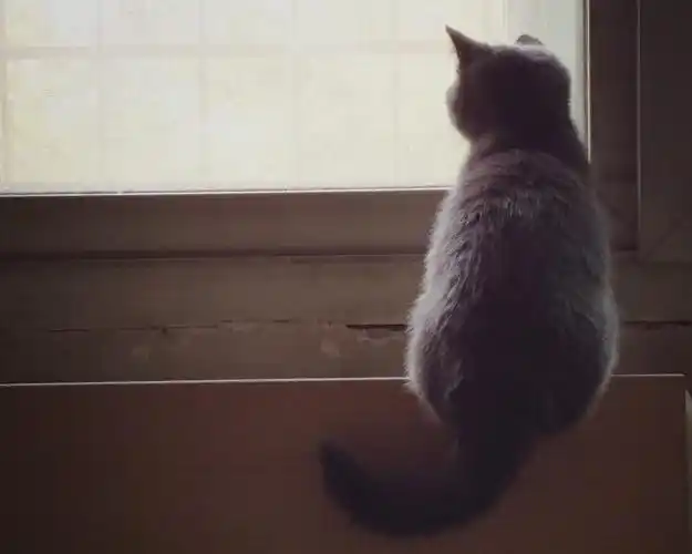 猫看窗外的背影壁纸