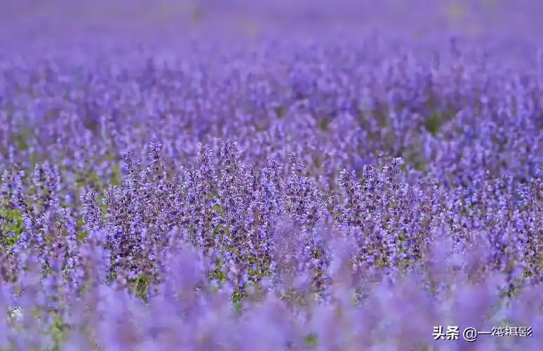 长焦镜头下的薰衣草花海_香草_欧洲_花色
