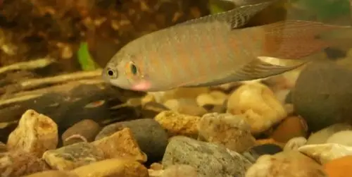 青苔鼠吃什么 青苔鼠鱼图片