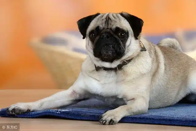 10种掉毛少的狗狗,养了特省心!