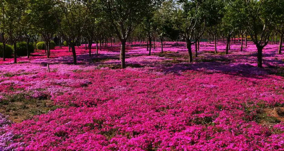 赏醉美文昌湖《芝樱花,樱花》摄影:郭法强