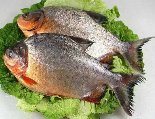 2020年10月18日红鲳鱼价格行情,今日淡水白鲳多少钱一斤?