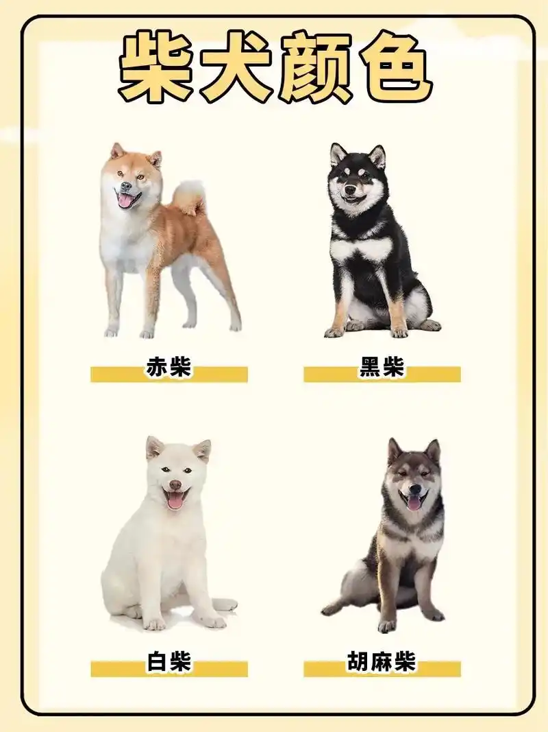 【柴犬毛色の科普篇】赤色柴犬   赤柴背部为橘黄色,腹部暖白