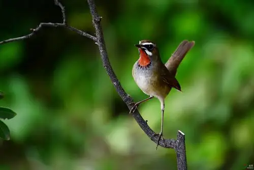 补发一组农展馆的红点颏